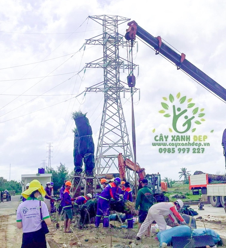 Hình ảnh dự án cây xanh tại Bến Tre - Cây Xanh Đẹp - Công Ty TNHH Một Thành Viên Cây Xanh Đẹp