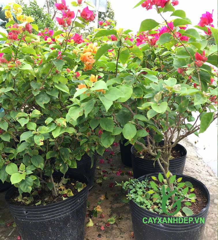 Cây bông giấy - Cây Xanh Đẹp - Công Ty TNHH Một Thành Viên Cây Xanh Đẹp