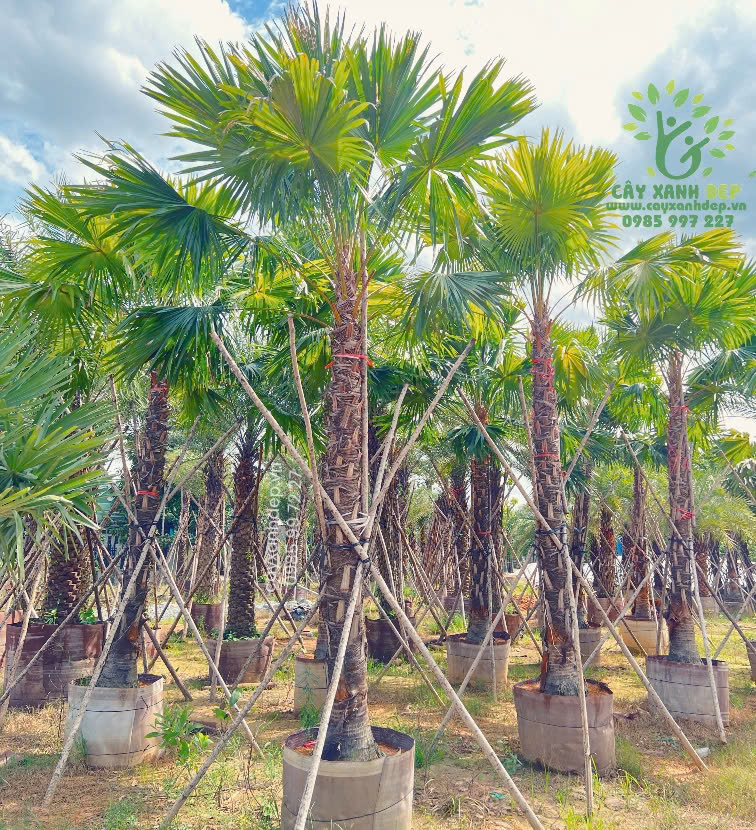 Cây cọ xẻ - Cây Xanh Đẹp - Công Ty TNHH Một Thành Viên Cây Xanh Đẹp