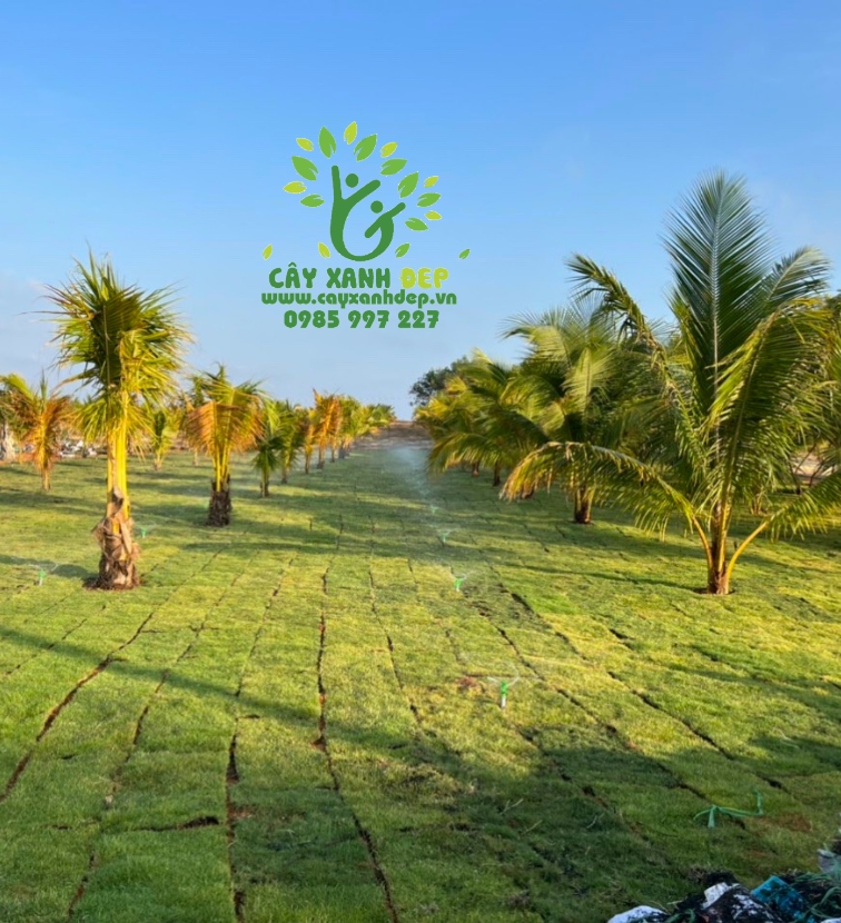 Hình ảnh dự án cây xanh tại Đà Lạt - Cây Xanh Đẹp - Công Ty TNHH Một Thành Viên Cây Xanh Đẹp