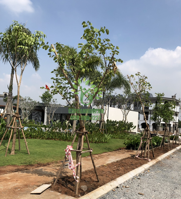 Hình ảnh dự án cây xanh tại Long An - Cây Xanh Đẹp - Công Ty TNHH Một Thành Viên Cây Xanh Đẹp