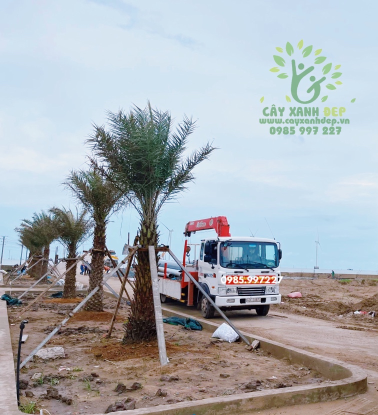 Hình ảnh dự án cây xanh tại Phú Quốc - Cây Xanh Đẹp - Công Ty TNHH Một Thành Viên Cây Xanh Đẹp
