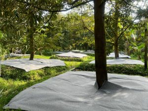 Vải chắn cỏ phủ gốc cây - Vải Không Dệt Xăm Kim Phú Quý BN - Chi Nhánh Công Ty TNHH Phú Quý BN