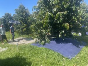 Vải chắn cỏ phủ gốc cây - Vải Không Dệt Xăm Kim Phú Quý BN - Chi Nhánh Công Ty TNHH Phú Quý BN
