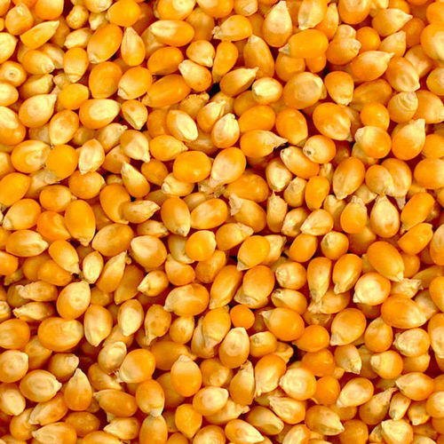 Maize-yellow-corn