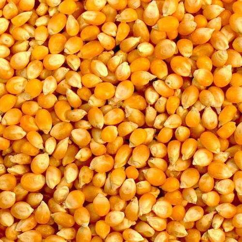 Maize-yellow-corn - SVEE INTERNATIONAL