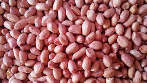 Peanut-kernel