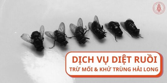 Dịch vụ diệt ruồi tại nhà