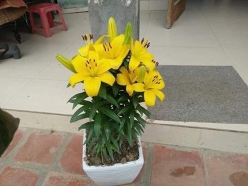 Hoa Lily lùn