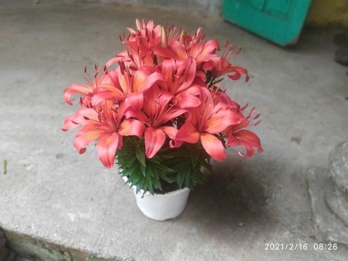 Hoa Lily lùn