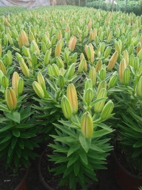 Hoa Lily lùn - Giống Cây Trồng - Giống Cây Trồng Lâm Xuyên