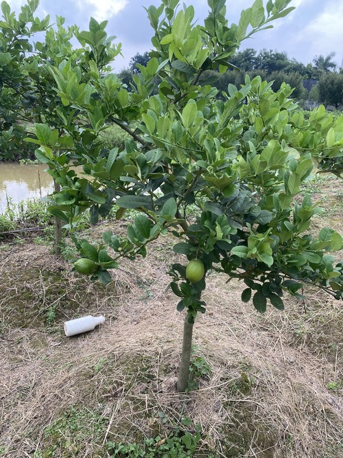 Chanh vàng Mỹ - Giống Cây Trồng - Giống Cây Trồng Lâm Xuyên