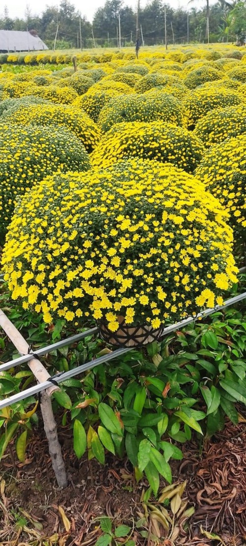 Hoa cúc mâm xôi Hàn Quốc - Giống Cây Trồng - Giống Cây Trồng Lâm Xuyên