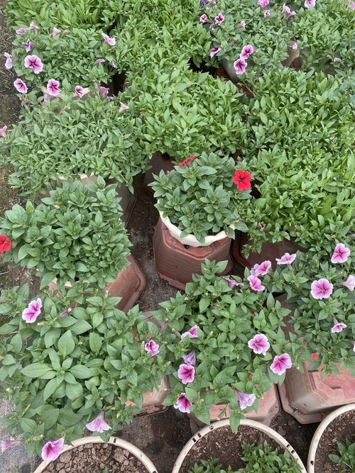 Hoa dạ yến thảo - Giống Cây Trồng - Giống Cây Trồng Lâm Xuyên