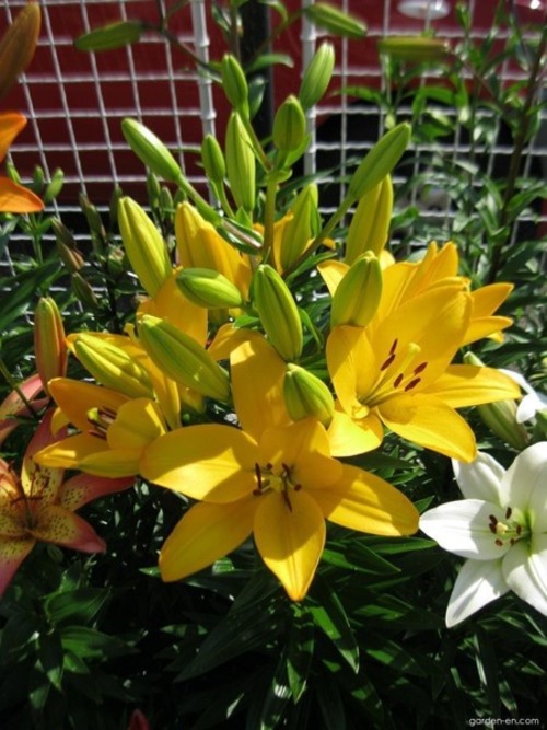 Hoa Lily cao không thơm - Giống Cây Trồng - Giống Cây Trồng Lâm Xuyên