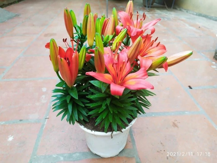 Hoa lily lùn - Giống Cây Trồng - Giống Cây Trồng Lâm Xuyên