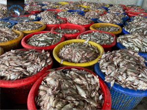 Nguyên liệu sản xuất - Bột Cá Sing Việt - Công Ty TNHH Sing Việt Sông Đốc