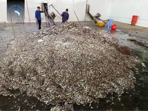 Nguyên liệu sản xuất - Bột Cá Sing Việt - Công Ty TNHH Sing Việt Sông Đốc