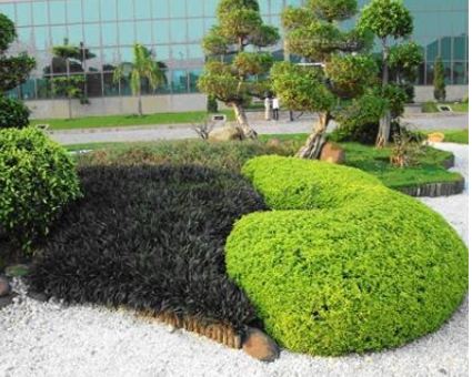 Dịch vụ cây xanh - Dịch Vụ Cây Xanh Hồ Chí Minh - Công Ty TNHH Vệ Sinh Cây Xanh Miền Nam
