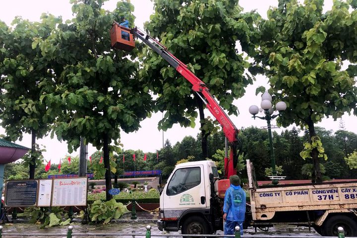 Dịch vụ chăm sóc và cắt tỉa cây xanh - Dịch Vụ Cây Xanh Hồ Chí Minh - Công Ty TNHH Vệ Sinh Cây Xanh Miền Nam