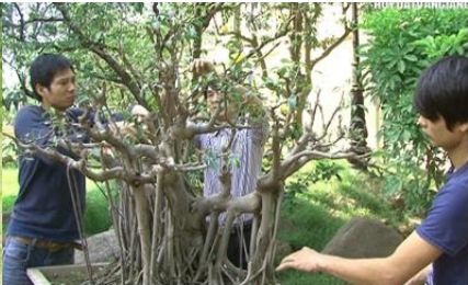Dịch vụ chăm sóc cây xanh - Dịch Vụ Cây Xanh Hồ Chí Minh - Công Ty TNHH Vệ Sinh Cây Xanh Miền Nam