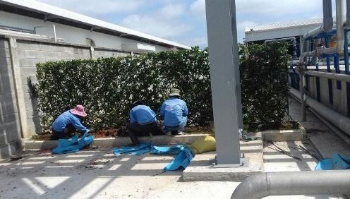 Dịch vụ chăm sóc cây xanh - Dịch Vụ Cây Xanh Hồ Chí Minh - Công Ty TNHH Vệ Sinh Cây Xanh Miền Nam