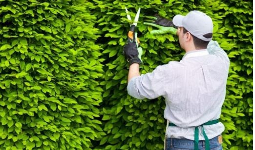 Dịch vụ chăm sóc cây xanh