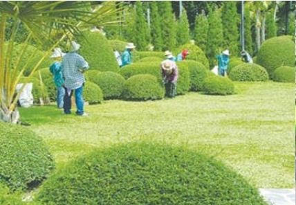 Dịch vụ chăm sóc cây xanh - Dịch Vụ Cây Xanh Hồ Chí Minh - Công Ty TNHH Vệ Sinh Cây Xanh Miền Nam