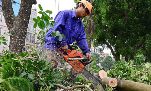 Dịch vụ cưa cây xanh