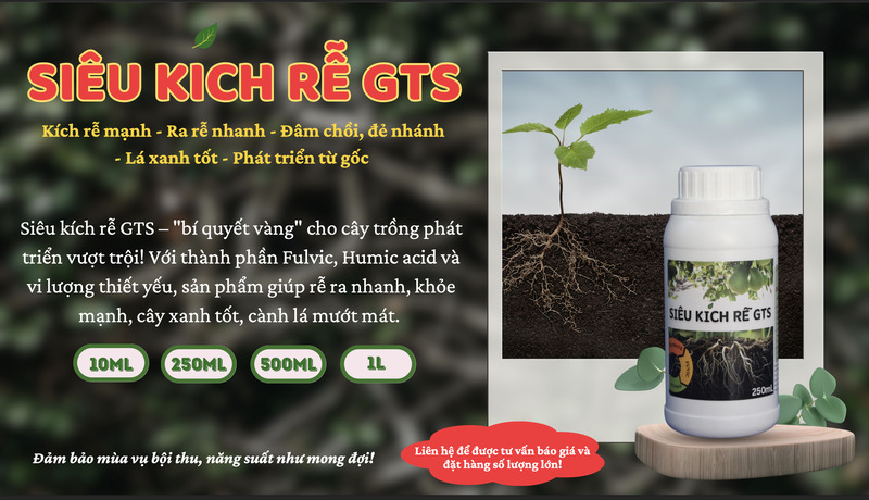 Kích rễ Graphic - Chế Phẩm Và Phụ Gia Chống Mốc Toàn Diện GTS - Công Ty Cổ Phần Công Nghệ Vật Liệu Tiên Tiến GTS Quốc Tế
