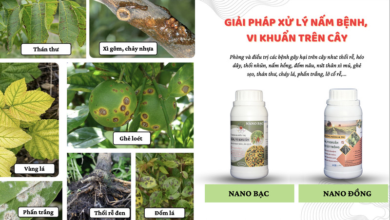Nano đồng, bạc Graphic - Chế Phẩm Và Phụ Gia Chống Mốc Toàn Diện GTS - Công Ty Cổ Phần Công Nghệ Vật Liệu Tiên Tiến GTS Quốc Tế