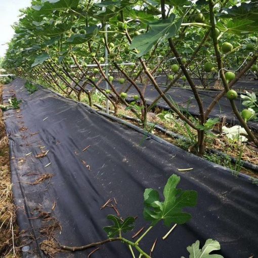 Vải không dệt cho nông nghiệp