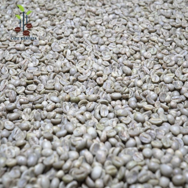 Cà phê Arabica - Công Ty Cổ Phần Cafe Kantata