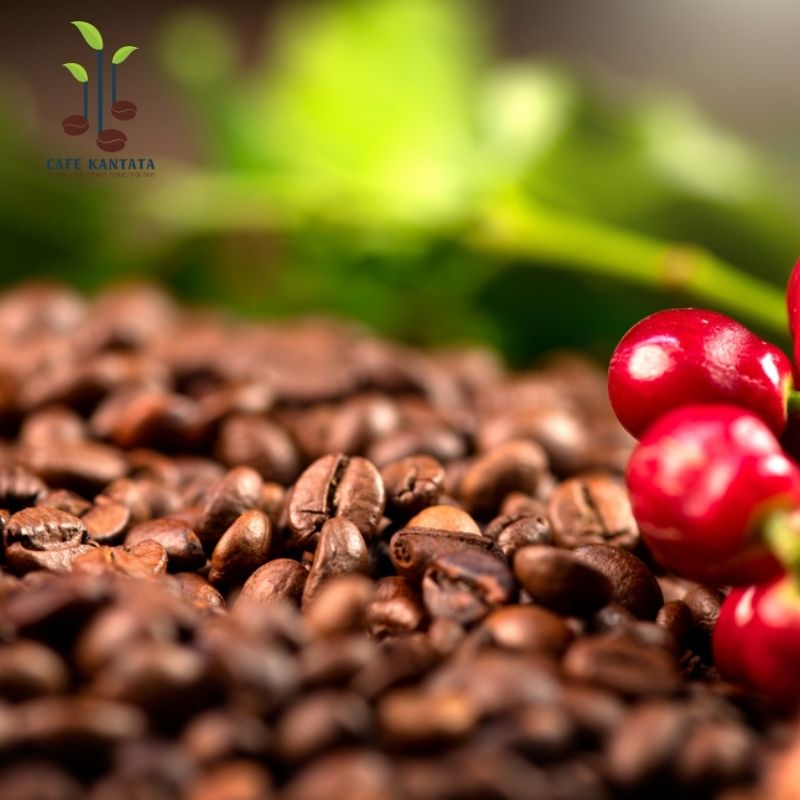 Robusta Buôn Mê Thuột Kantana - Công Ty Cổ Phần Cafe Kantata