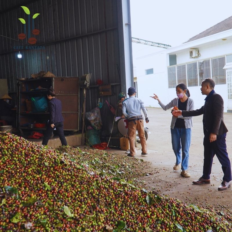 Sơ chế cà phê Arabica - Công Ty Cổ Phần Cafe Kantata