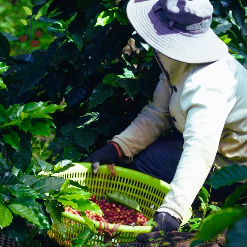 Thu hái cà phê Arabica Đà Lạt - Công Ty Cổ Phần Cafe Kantata
