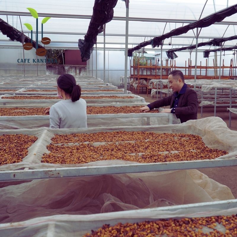 Cà phê Robusta honey Buôn Mê Thuột - Công Ty Cổ Phần Cafe Kantata