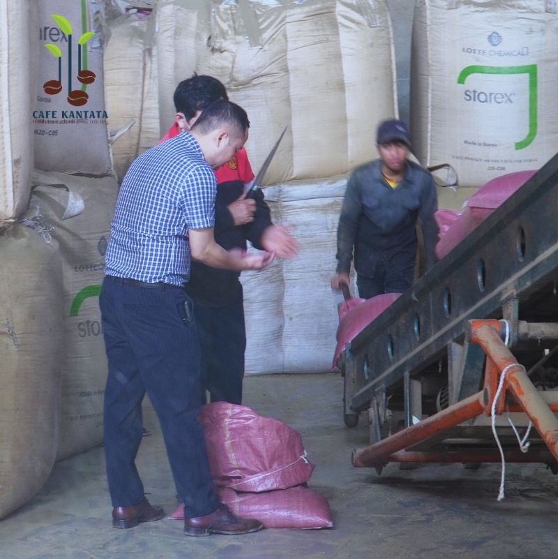 Cà phê kiểm tra chất lượng QA - Công Ty Cổ Phần Cafe Kantata