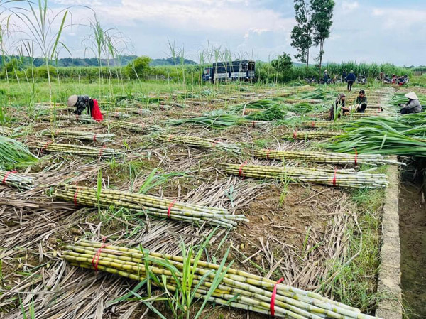 Vườn nguyên liệu công ty Tân Gia Thành - Thực Phẩm Tân Gia Thành - Công Ty TNHH Thương Mại Xuất Nhập Khẩu Tân Gia Thành