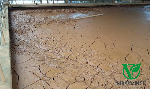 Bùn thải từ bể chứa - Môi Trường Sao Việt - Công Ty CP Môi Trường Sao Việt