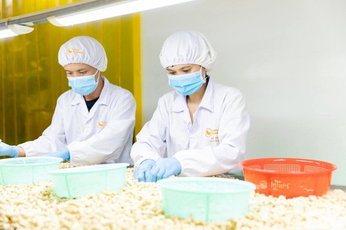 Công ty Hạt Điều Vàng