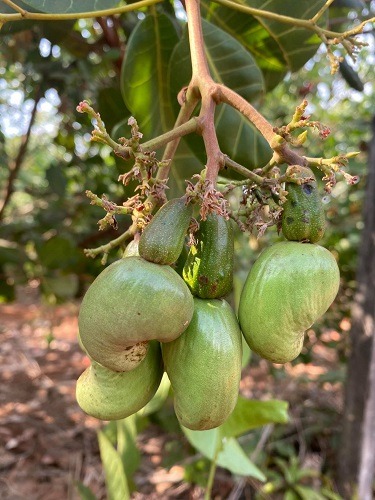 Nguồn nguyên liệu