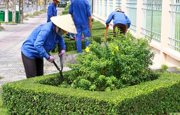 Dịch vụ chăm sóc cảnh quan cây xanh