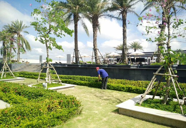 Dịch vụ chăm sóc cảnh quan cây xanh