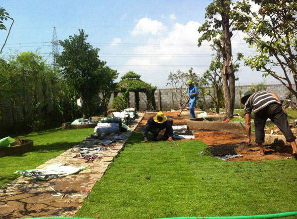 Dịch vụ chăm sóc cảnh quan cây xanh