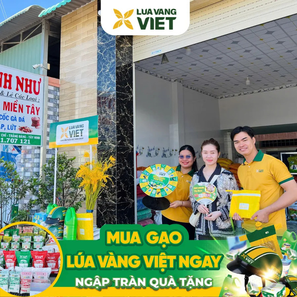 Đại lý gạo mới Lúa Vàng Việt