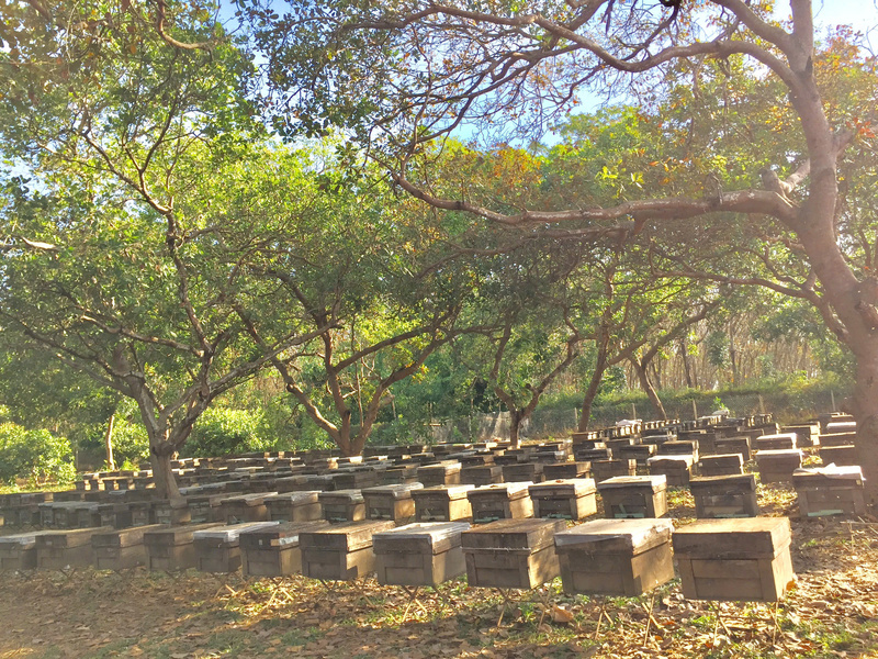 Vườn mật ong
