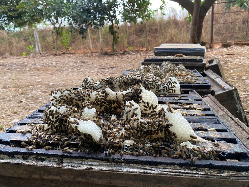 Vườn mật ong