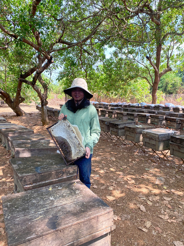 Vườn mật ong
