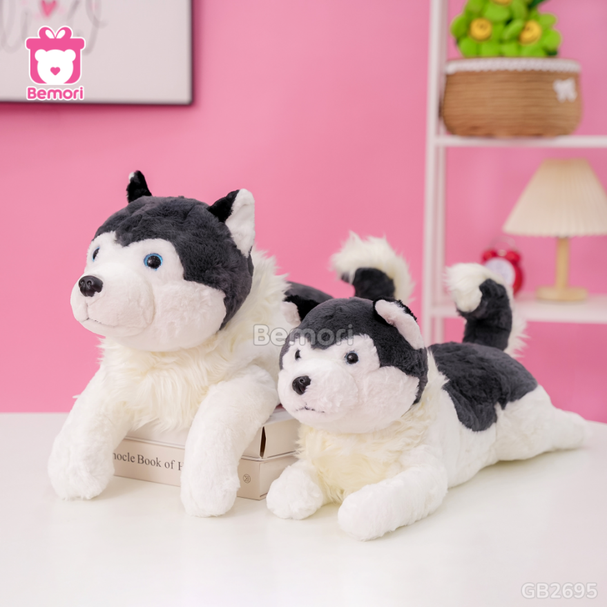 Chố bông Husky cổ lông nằm